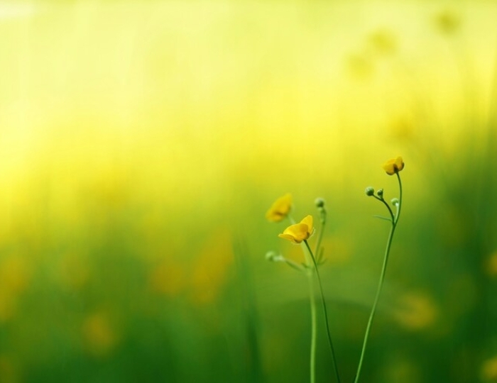 Стоп, аллергия - Санаторий «Родник» Пятигорск